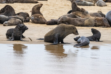 Naklejka premium Cape fur seal, Arctocephalus pusillus pusillus, family with babies on a beach in Namibia 