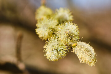 Blooming Salix willow detail © Jan Mach
