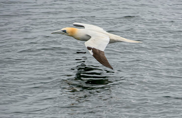 Gannet juvenile flying, close up, over the sea in Scotland in the summer time