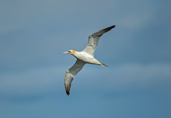 Gannet juvenile flying, close up, in front of a blue sky in Scotland in the summer time