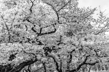 Bursting Spring Cherry Blossoms 11