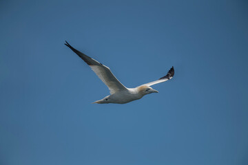 Fototapeta na wymiar Gannet juvenile flying, close up, in front of a blue sky in Scotland in the summer time