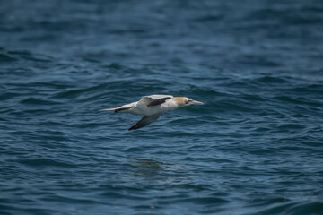 Gannet juvenile flying, close up, over the sea in Scotland in the summer time