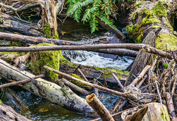 Creek And Wood Pile 6