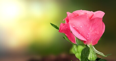 Beautiful pink rose on a natural green background.