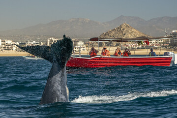 humpback whale slapping tail in cabo san lucas