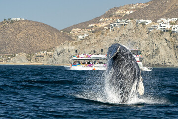 humpback whale breaching in cabo san lucas © Andrea Izzotti