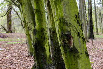 Bark of spring tree texture with free space for text