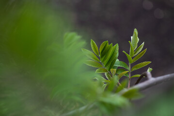 Branch of tree with green leaves at cloud day, spring time collection