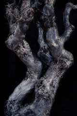 Fototapeta na wymiar Tree trunk form resembling human bodies.