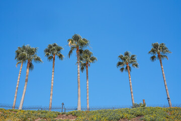 Obraz premium Upward view of a group of tall palm trees against a blue sky