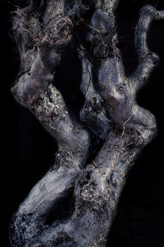 Tree trunk form resembling human bodies.