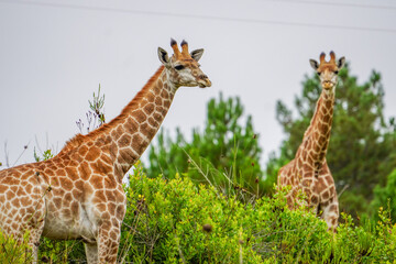 Wild Giraffe