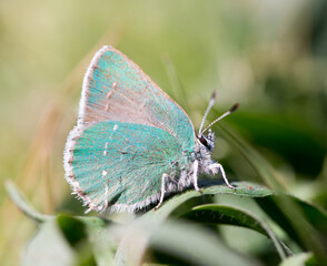 Coastal Green Hairstreak A.K.A. Bramble Green Hairstreak. Point Arena, Mendocino County, California, USA.