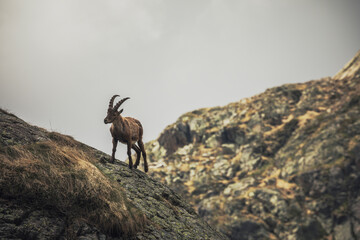 ibex walking in the mountains