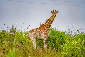 Wild Giraffe