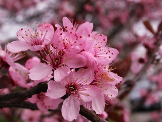 Plum Blossom Closeup Pink Flowers