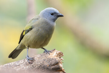 Yellow-winged Tanager.