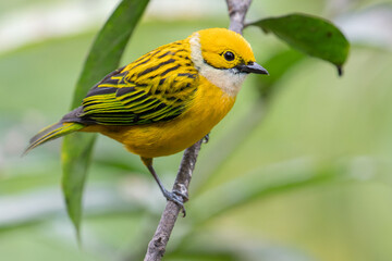Silver-throated Tanager.
Costa Rica.