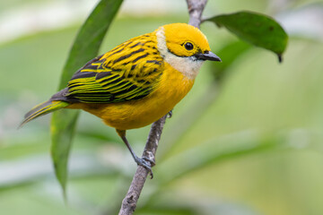 Silver-throated Tanager.
Costa Rica.