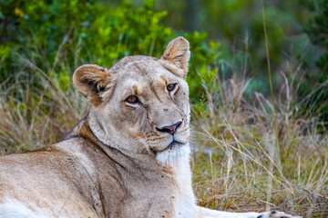 Lazy Lioness