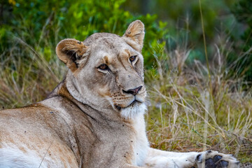 Obraz premium Lazy Lioness