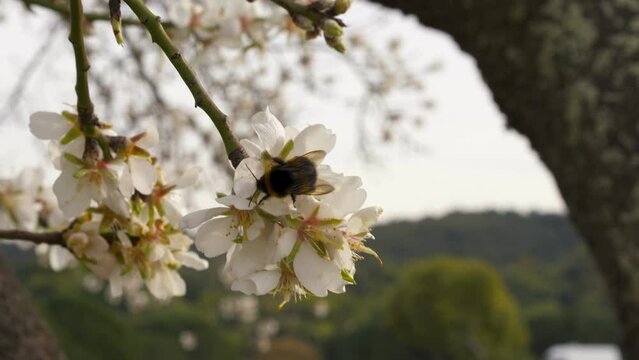 Bee pollination white flowers cherry blossom tree