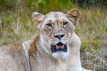 Lazy Lioness