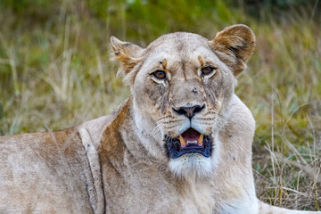 Lazy Lioness