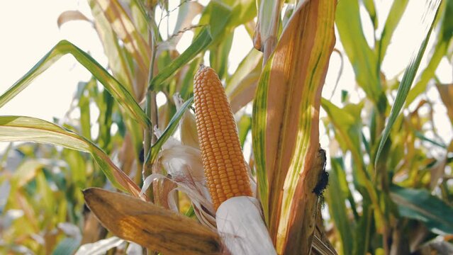 yellow dry ripe ear of maize corn crop on stalk in agricultural plantation ready for harvest in wind blows with sunlight, cereal plant, animal feed agricultural industry, biofuel, slow motion