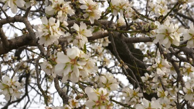 Bee pollination white flowers cherry blossom tree