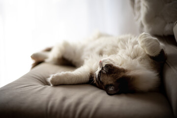 śpiący kot, kot, sen, odpoczynek,  - obrazy, fototapety, plakaty