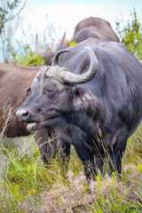 Wild Cape Buffalo