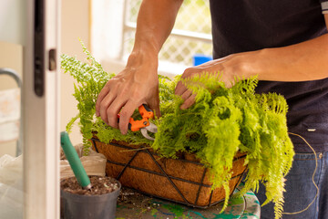 Man hand with scissors to prune fern