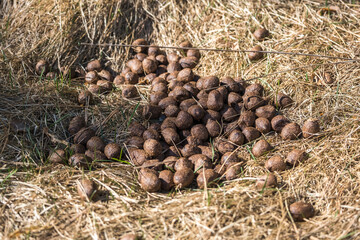 many balls of moose or deer dung on dry grass