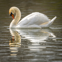 White swan swimming in the lake