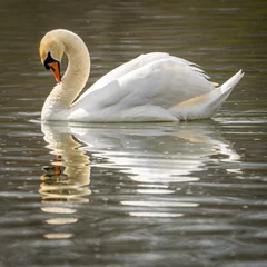 Gordijnen White swan swimming in the lake © Tobias Latte/Wirestock Creators