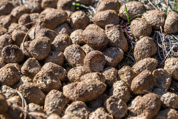 many balls of moose or deer dung on dry grass