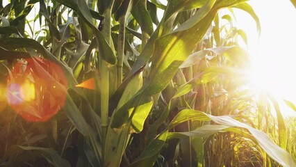 green maize corn crop in agricultural field with sunlight and lens flare in the evening, animal feed agricultural industry, slow motion