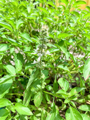 basil leaves plant.