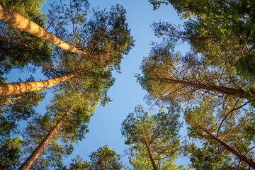 tree foliage