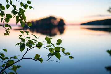 birch in a sunset