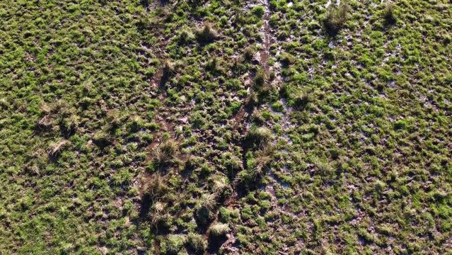 Zone humide et boueuse dans un champ vu du ciel. Partie mar&eacute;cageuse d'un champ cr&eacute;&eacute;e par les vaches.