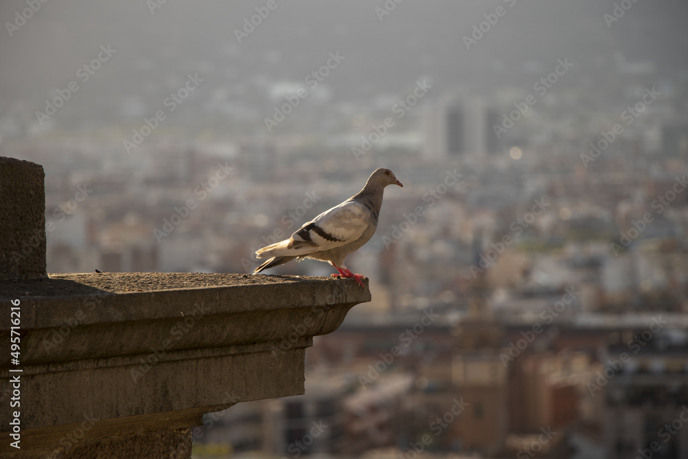 Poster selective of a pigeon on the edge of a building