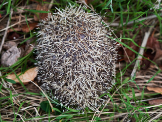 Closeup of a hedgehog thorns from behind standing in leaves and grass © Tomas Béjar Manda/Wirestock Creators