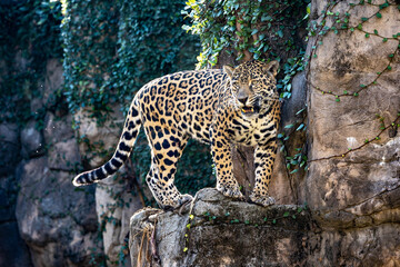 Closeup shot of a jaguar on the edge of a rocky cliff