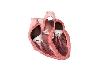 human heart anatomy. Educational diagram showing blood flow with main parts labeled. anatomical heart section, right and left ventricle and septum, heart valve, heart attack, heart problems, 3d render