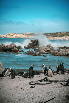 Beautiful view of Penguins on a beach in Hermanus, South Africa