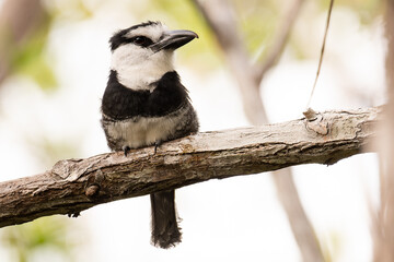 White-necked Puffbird. Costa Rica.