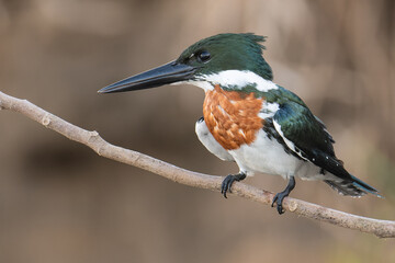 Amazon Kingfisher. Costa Rica. 